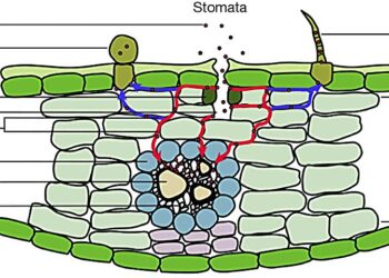 Airborne microplastics infiltrated plant leaves, raising environmental concerns