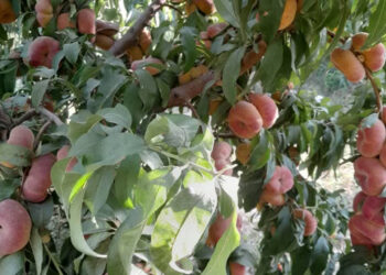 Cooling operations are the most prominent challenges for the crops of Afghanistan agriculture economy