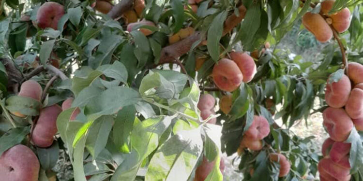 Cooling operations are the most prominent challenges for the crops of Afghanistan agriculture economy