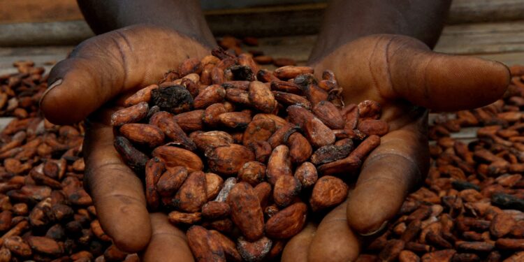 Côte d’Ivoire threatens to increase the cost of cocoa export in response to Trump fees Economy news