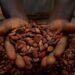 Côte d’Ivoire threatens to increase the cost of cocoa export in response to Trump fees Economy news