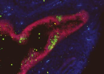 Discovery opens new paths for regenerative medicine