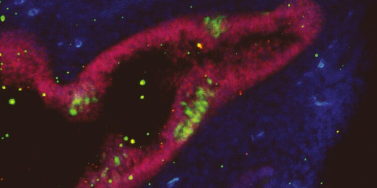 Discovery opens new paths for regenerative medicine