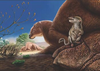 Fossil of a new kind of mammal of the age of dinosaurs discovered in the Gobi desert in Mongolia
