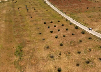 From olive land to tents .. Idlib farmers’ dream is to be postponed economy