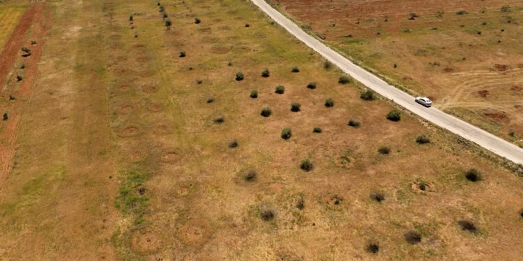 From olive land to tents .. Idlib farmers’ dream is to be postponed economy