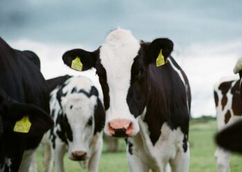 Hidden transmission of the H5N1 avian influenza virus found in Texas dairy cattle