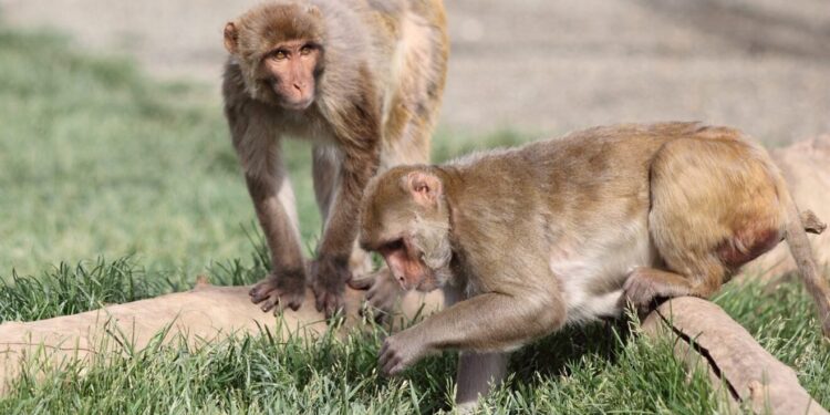 Hormonal supplementation in rhesus monkeys indicates potential autism treatment