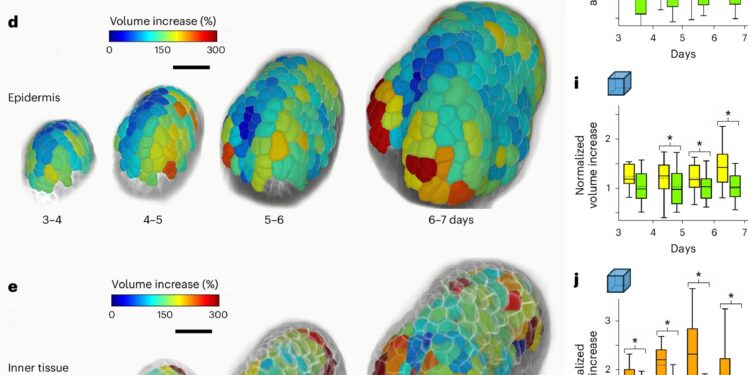 How physical forces shape the interior plants to generate their complex 3D forms