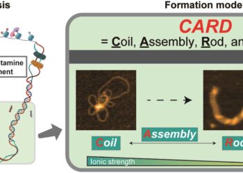Live imagery captures DNA folding into sperm for the first time