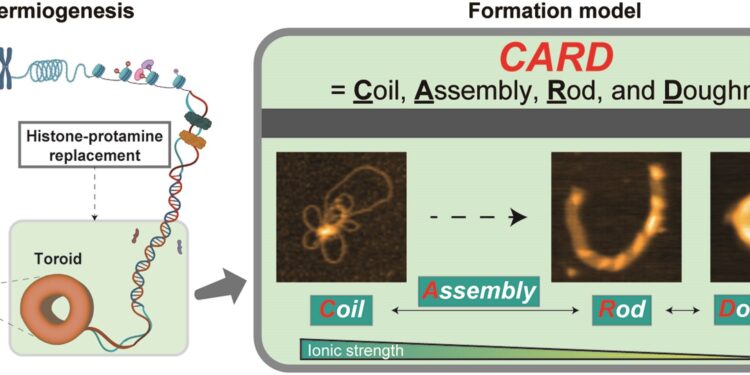 Live imagery captures DNA folding into sperm for the first time