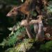 Mammals adapted from life to trees to live on the ground before asteroid killing dinosaurs, research reveals