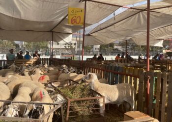 Morocco .. demands to investigate the cost of supporting the import of livestock economy