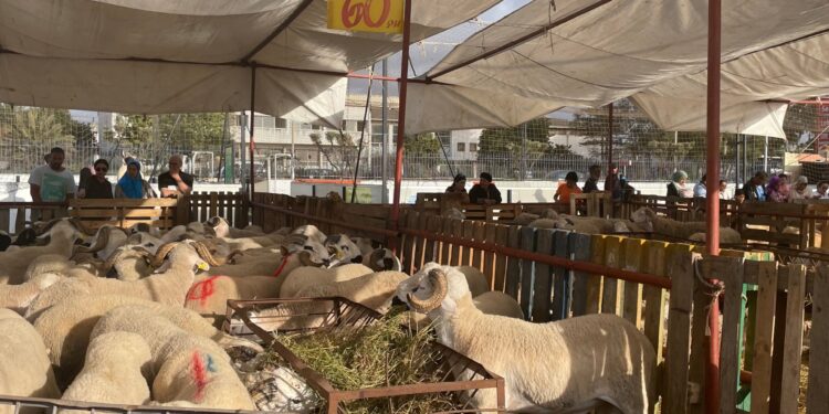 Morocco .. demands to investigate the cost of supporting the import of livestock economy