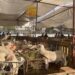 Morocco .. demands to investigate the cost of supporting the import of livestock economy