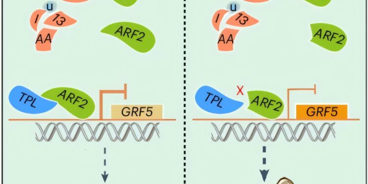 Pangenome analysis reveals the larger peanut genetic keystone
