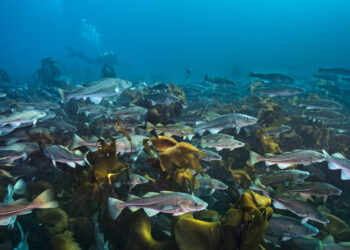 Popular fish among the main engineers in seabed, shows research