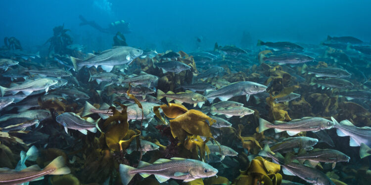 Popular fish among the main engineers in seabed, shows research