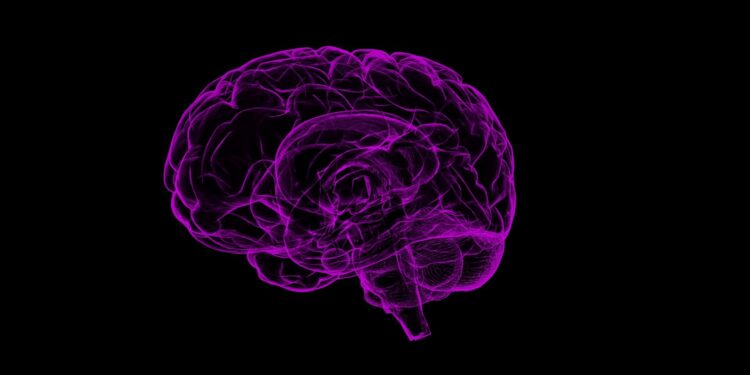 Puberty triggers the recreation of the brain in the genetic state linked to autism, suggests the study of the mouse