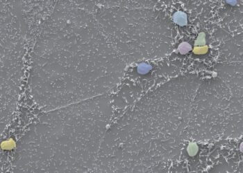 Researchers discover how the cryptosporidium intestinal parasite modifies host cells