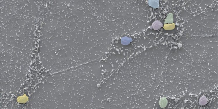 Researchers discover how the cryptosporidium intestinal parasite modifies host cells