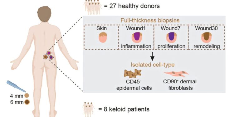 Scientists discover how circular RNA affects the healing of wounds