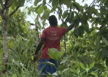 Signs of a breakthrough in the cocoa crisis from West Africa in 2025 | Economy news