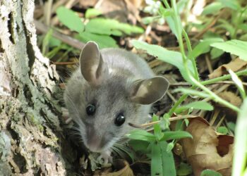 Six species of new rodents identified as bearers
