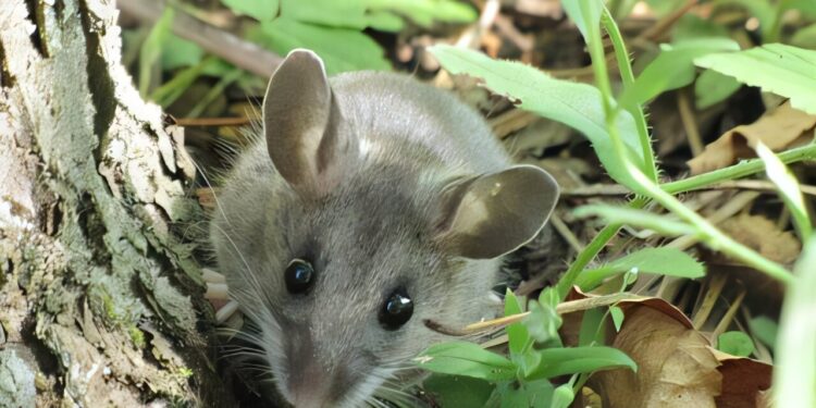 Six species of new rodents identified as bearers