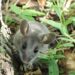 Six species of new rodents identified as bearers