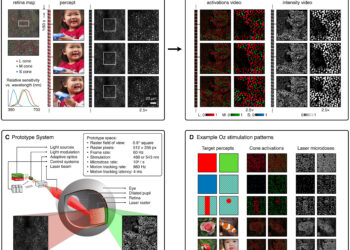 Stimulate the retina to allow people to see a brand new color