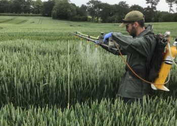 Sugar signaling treatment could increase wheat yields to 12%