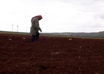 The cotton crop in Syria declines from one million to 15 thousand tons annually economy