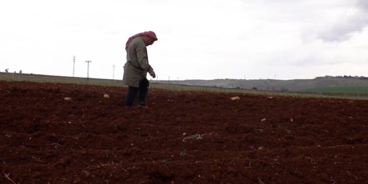 The cotton crop in Syria declines from one million to 15 thousand tons annually economy