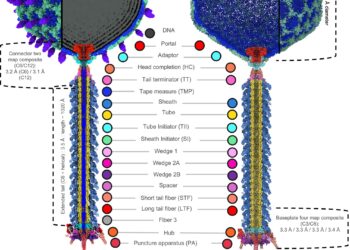 The first atomic card of the pathogen of the potato reveals a potential infection mechanism