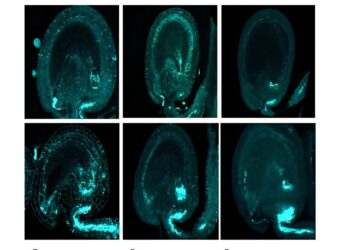 The first new plant tissues discovered in 160 years increases crop yields