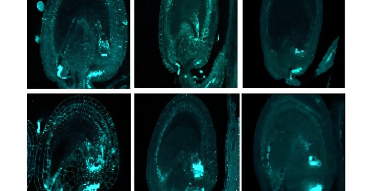 The first new plant tissues discovered in 160 years increases crop yields