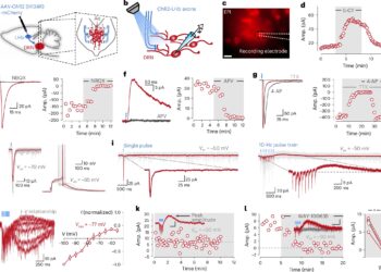 The hidden complexity of the serotonin system can reshape understanding of daily decision -making