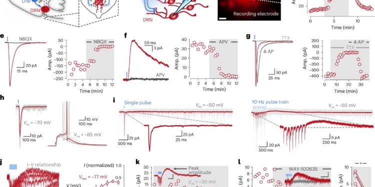 The hidden complexity of the serotonin system can reshape understanding of daily decision -making