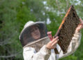 The study supports a new method to stimulate bee health