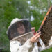The study supports a new method to stimulate bee health