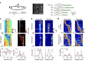 The way in which experience shapes the activity of hippocampal place cells to create flexible cognitive cards