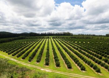 Trump duties threaten 35 thousand jobs in the citrus sector in South Africa economy