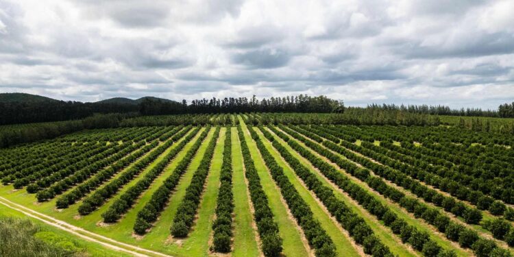 Trump duties threaten 35 thousand jobs in the citrus sector in South Africa economy