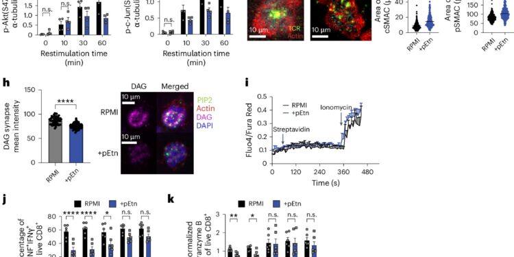 Tumor by-products block immune cells in the fight against cancer, offering a new treatment target