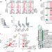 Use of short -term antibiotics linked to long -lasting resistance in intestinal bacteria
