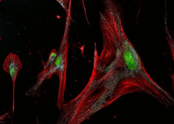“Zombie” skin cells can be harmful or useful, depending on their forms