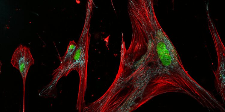 “Zombie” skin cells can be harmful or useful, depending on their forms