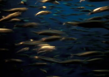 Collective memory loss in herring leads to a change of 800 km in Frai terrains
