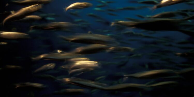 Collective memory loss in herring leads to a change of 800 km in Frai terrains